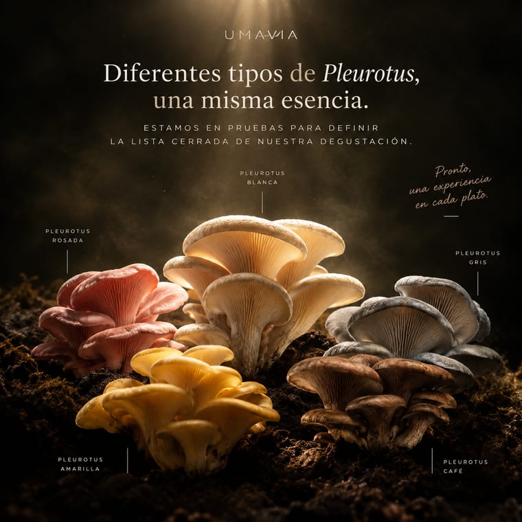 Diferentes tipos de Pleurotus sobre sustrato bajo una luz cálida: distintas cepas de orellana, una misma esencia